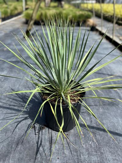 Yucca rostrata 'Sapphire Skies' - Sapphire Skies Yucca from Taylor's Nursery