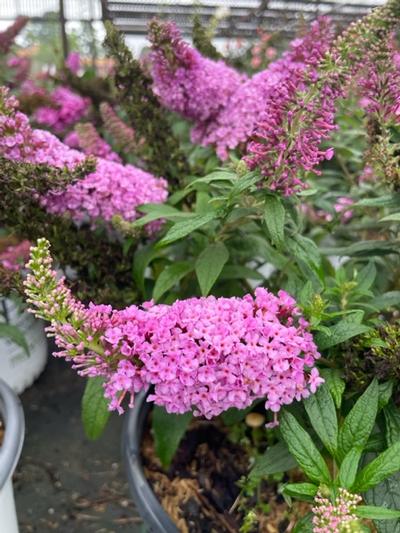 Buddleia 'Dapper� Pink' - Dapper� Pink Butterfly Bush from Taylor's Nursery
