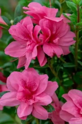 Azalea Encore� 'Autumn Empress™' - Azalea Encore� Autumn Empress™ from Taylor's Nursery