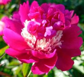 Paeonia lactiflora ''Top Hat'' - Top Hat Peony from Taylor's Nursery