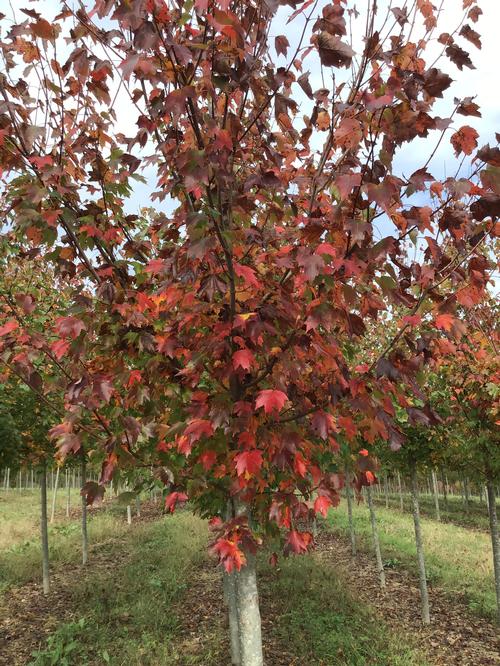 Acer rubrum 'Red Sunset&reg' - Red Sunset&reg Maple from Taylor's Nursery