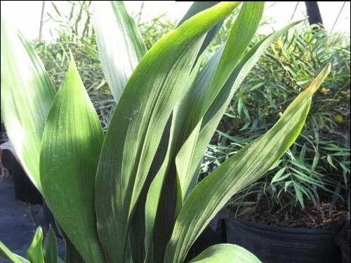 Aspidistra elatior (Cast Iron Plant)