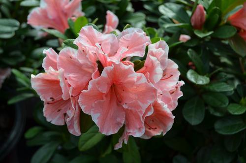 Azalea Encore 'Autumn Sunburst'