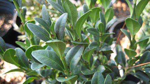 Buxus sempervirens (American Boxwood)