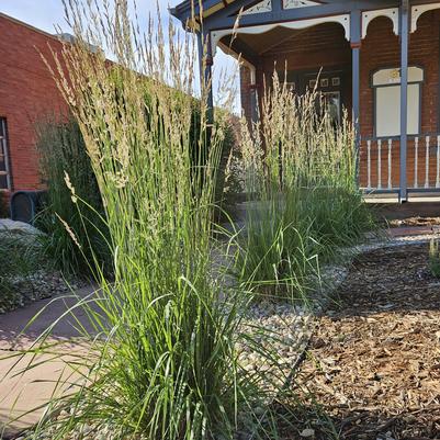 Calamagrostis x acutiflora ''Karl Foerster'' - Feather Reed Grass from Taylor's Nursery