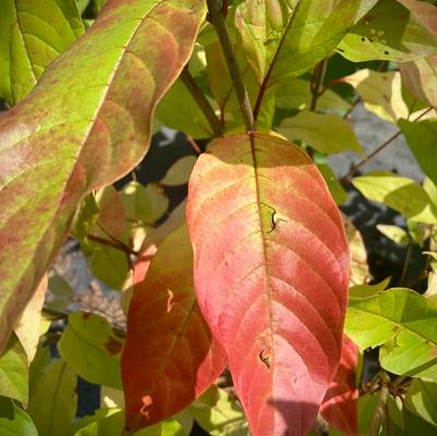 Cephalanthus occidentalis ''Sputnik'' - Sputnik Buttonbush from Taylor's Nursery