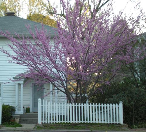 Cercis canadensis 'Forest Pansy' (Forest Pansy Red Bud)