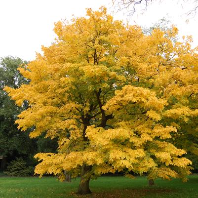 Cladrastis kentukea - American Yellowwood from Taylor's Nursery