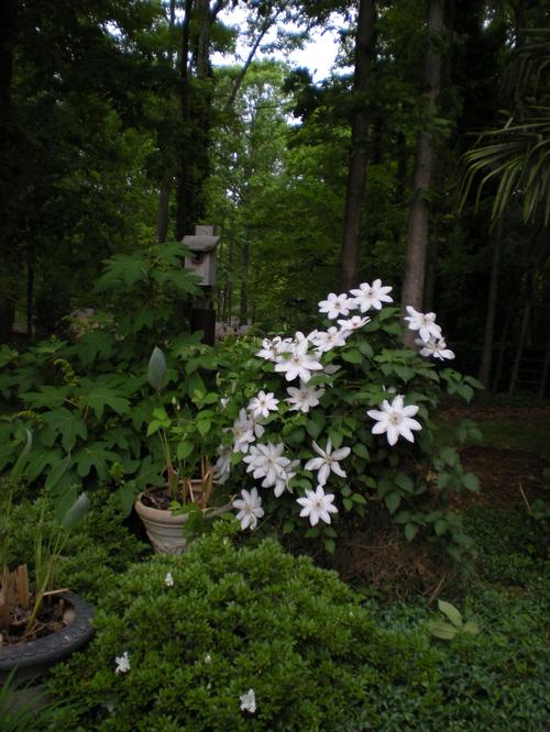 Clematis x 'Henryii' (Henryii Clematis)