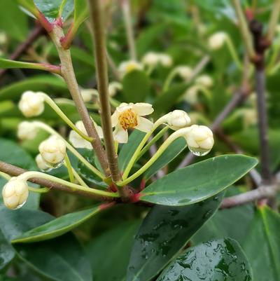 Ternstroemia gymnanthera - Cleyera from Taylor's Nursery