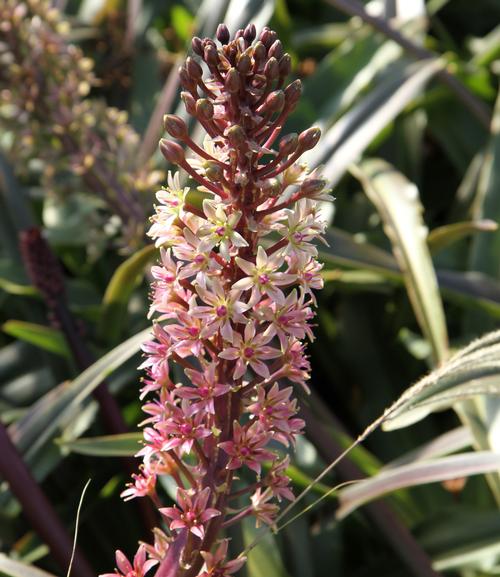 Eucomis comosa 'Sparkling Burgundy' (Sparkling Burgundy Pineapple Lily)