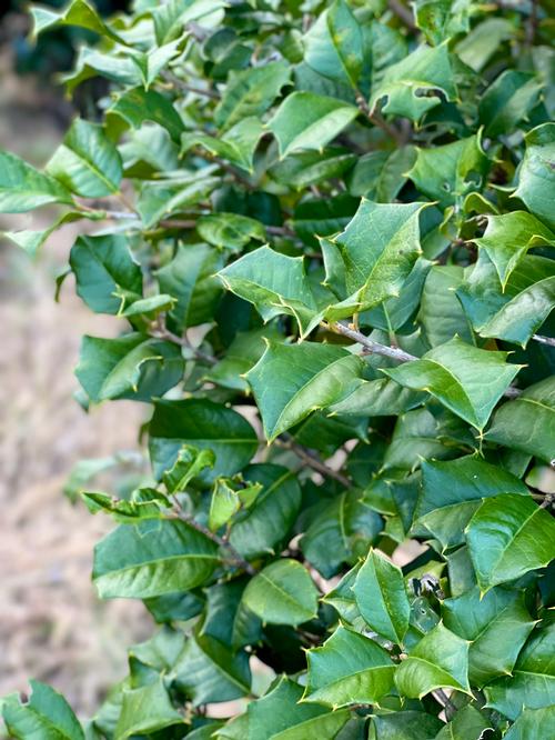 Ilex opaca 'Red Velvet' - Red Velvet American Holly from Taylor's Nursery