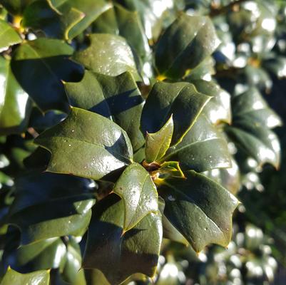 Ilex x ''Dr. Kassab'' - Dr. Kassab Holly from Taylor's Nursery