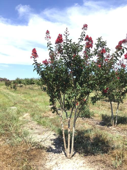 Lagerstroemia indica 'Carolina Beauty' (Carolina Beauty Crape Myrtle)