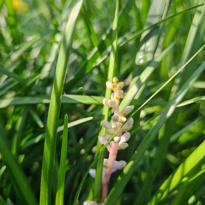 Liriope spicata - Creeping Liriope from Taylor's Nursery