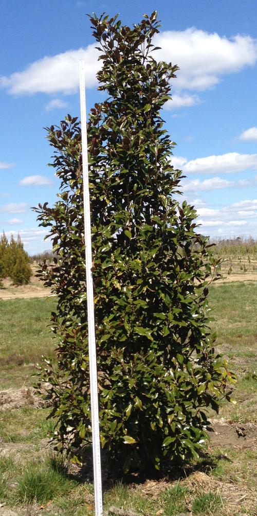 Magnolia grandiflora 'Kay Parris' (Kay Parris Magnolia)