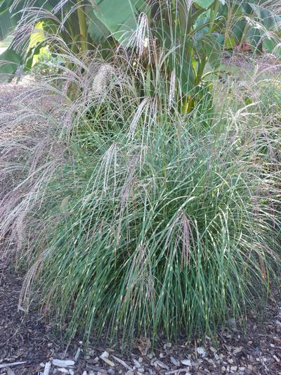 Miscanthus sinensis 'Little Zebra' (Little Zebra Miscanthus)