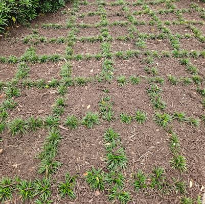 Ophiopogon japonicus ''Nana'' - Dwarf Mondo Grass from Taylor's Nursery