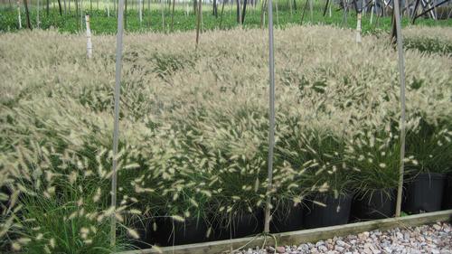Pennisetum alopecuroides 'Hameln' (Hameln Fountain Grass)