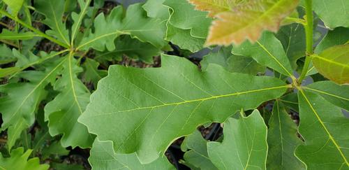 Quercus lyrata (Overcup Oak)
