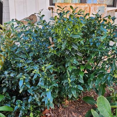 Sarcococca confusa (Sarcococca)