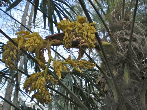 Trachycarpus fortunei (Windmill Palm)