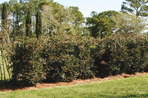 Ternstroemia gymnanthera 'LeAnn™'