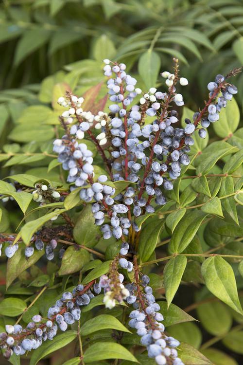 Mahonia 'Marvel' PPAF