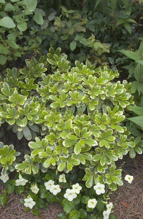 Pittosporum tobira 'Mojo��'