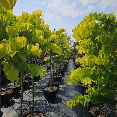 Cercis canadensis ''Hearts of Gold'' - Hearts of Gold Redbud from Taylor's Nursery