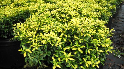 Ilex crenata 'Golden Soft Touch' (Golden Soft Touch Japanese Holly)