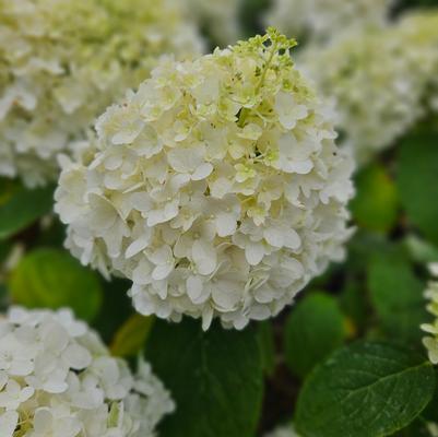 Hydrangea paniculata ''White Wedding�'' - White Wedding� Hydrangea from Taylor's Nursery