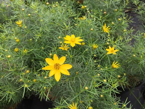 Coreopsis verticillata 'Zagreb' (Zagreb Coreopsis)