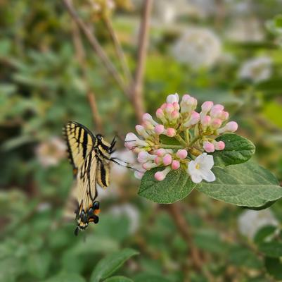 Viburnum carlesii - Koreanspice Viburnum from Taylor's Nursery