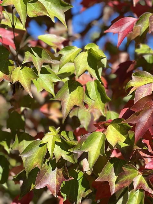 Acer buergerianum 'Aeryn &reg' - Aeryn &reg Trident Maple from Taylor's Nursery