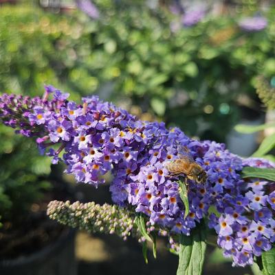 Buddleia ''Pugster Blue�'' - Pugster Blue� Butterfly Bush from Taylor's Nursery