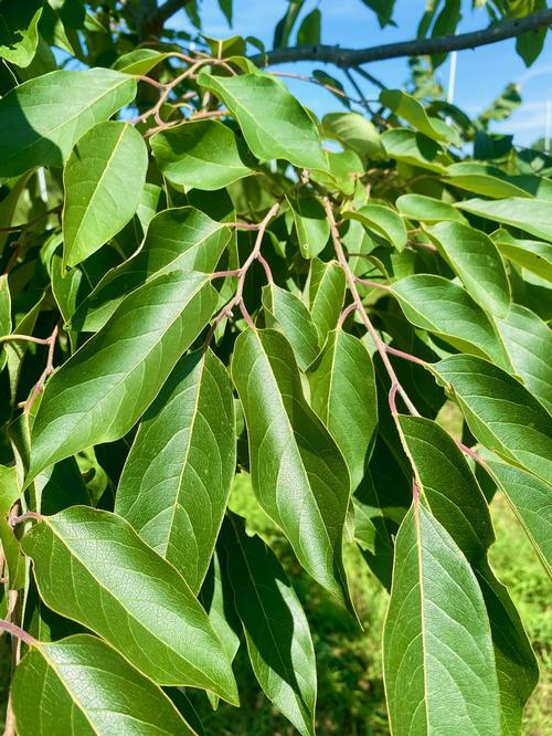 Diospyros virginiana - Persimmon from Taylor's Nursery