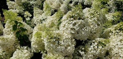 Hydrangea paniculata 'Bobo' - Bobo� Hydrangea from Taylor's Nursery