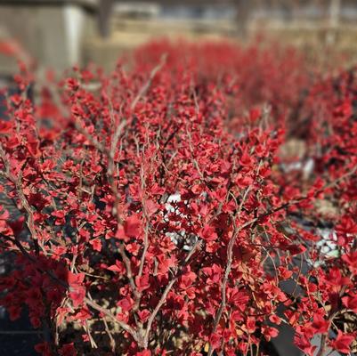 Spiraea japonica 'Double Play� 'Candy Corn�'' - Japanese Spirea from Taylor's Nursery