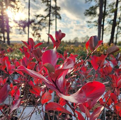 Aronia melanocarpa ''Low Scape Mound&reg'' - Black Chokeberry from Taylor's Nursery