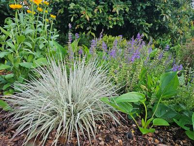 Schizachyrium scoparium 'Chameleon' - Chameleon Blue Stem Grass from Taylor's Nursery