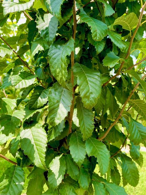 Carpinus caroliniana 'Collynair�' - Collynair� American Hornbeam from Taylor's Nursery