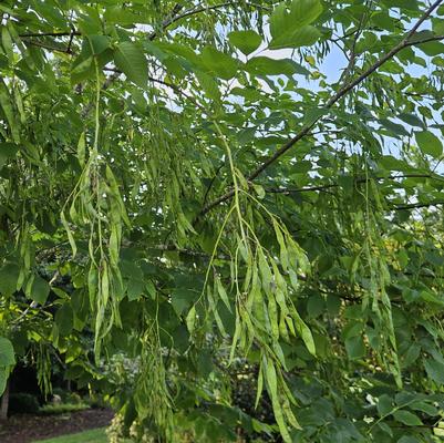 Cladrastis kentukea - American Yellowwood from Taylor's Nursery
