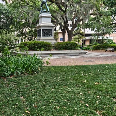 Ophiopogon japonicus ''Nana'' - Dwarf Mondo Grass from Taylor's Nursery