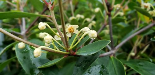 Ternstroemia gymnanthera 'LeAnn™' - LeAnn™ Japanese Cleyera from Taylor's Nursery