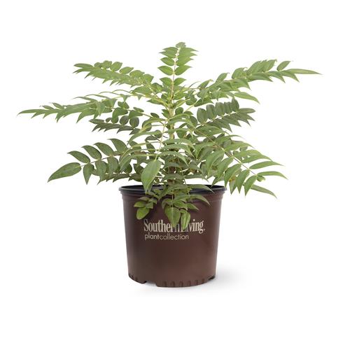 Mahonia 'Marvel' (Marvel Mahonia)