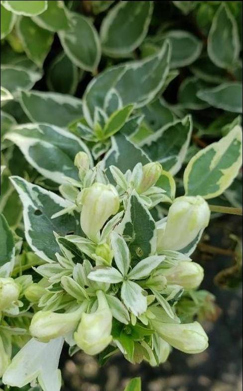 Abelia x grandiflora 'Radiance' - Radiance Abelia from Taylor's Nursery