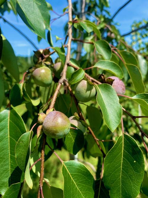 Diospyros virginiana - Persimmon from Taylor's Nursery