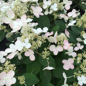 Hydrangea paniculata Quick Fire®