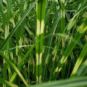 Miscanthus sinensis 'Little Zebra'